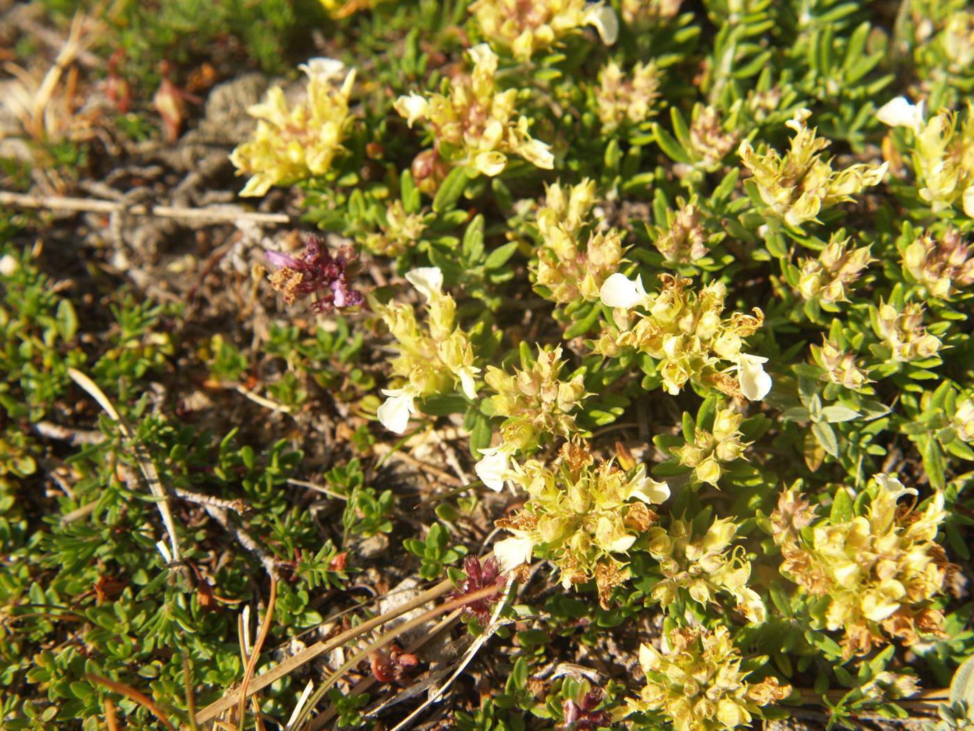 Germander, Mountain plant